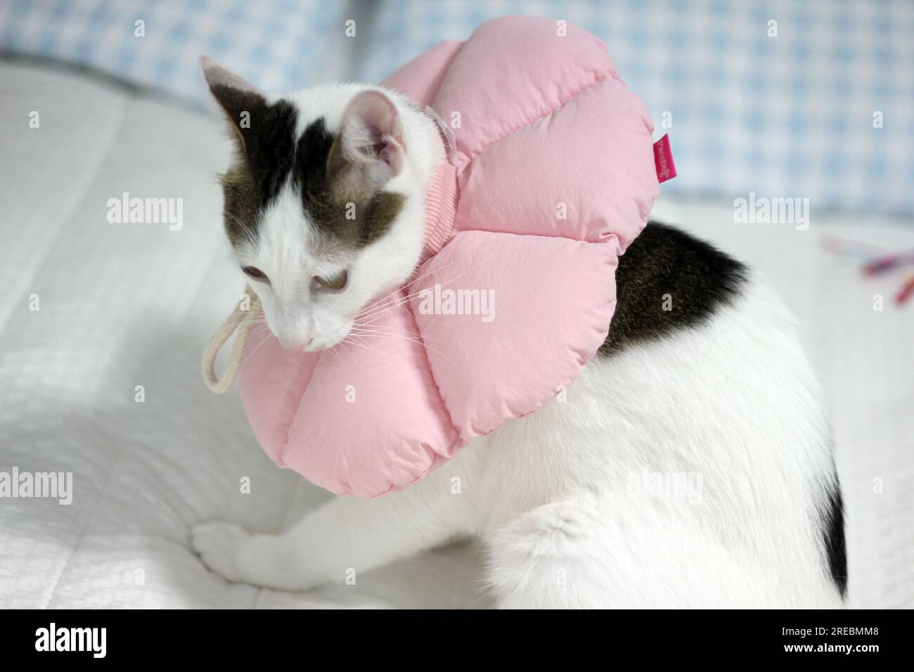 Gatto giapponese con colletto elisabettiano dopo un intervento chirurgico di spay Foto Stock