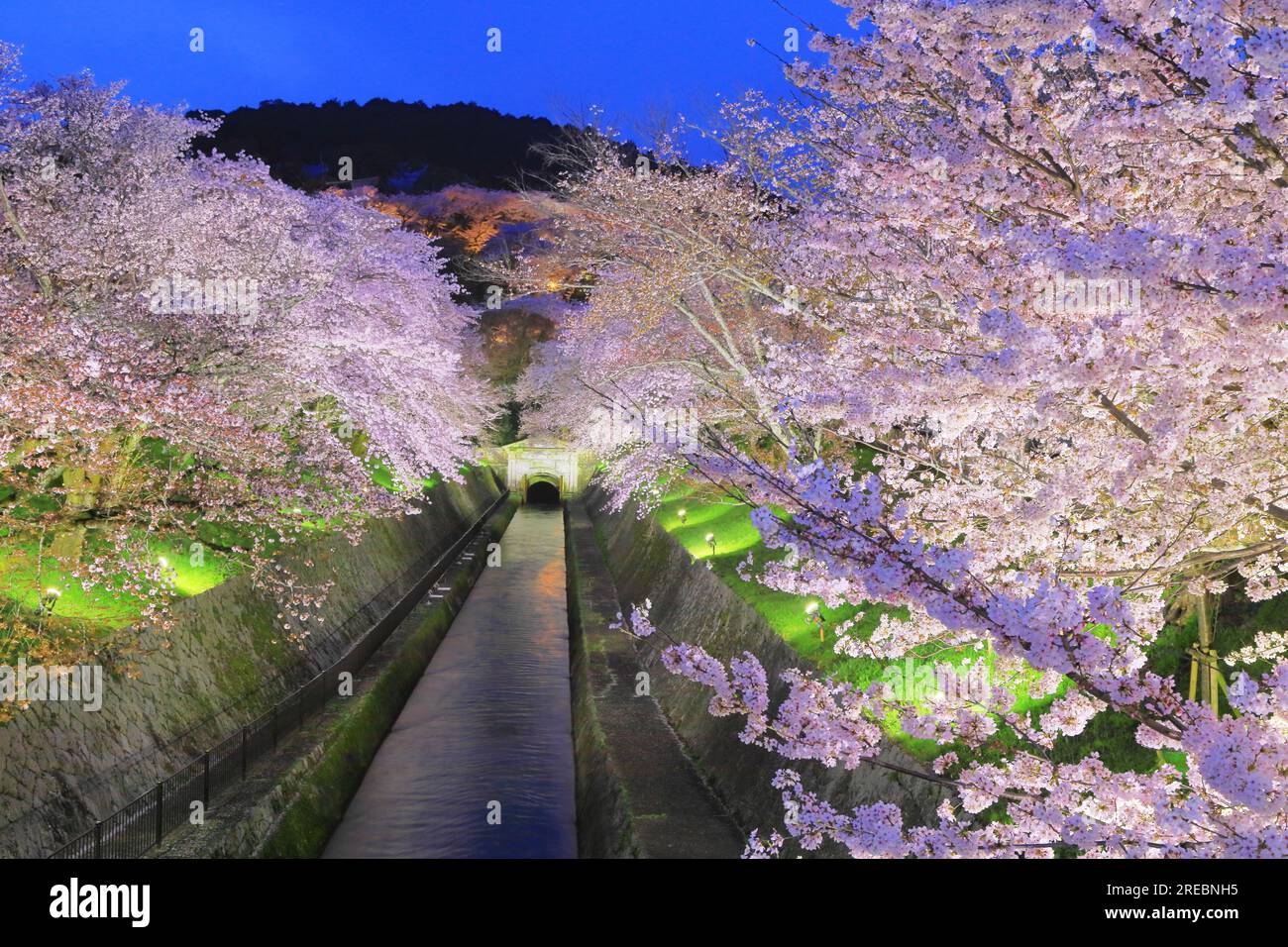 Luci in fiore di ciliegio sul canale Biwako Sosui Foto Stock
