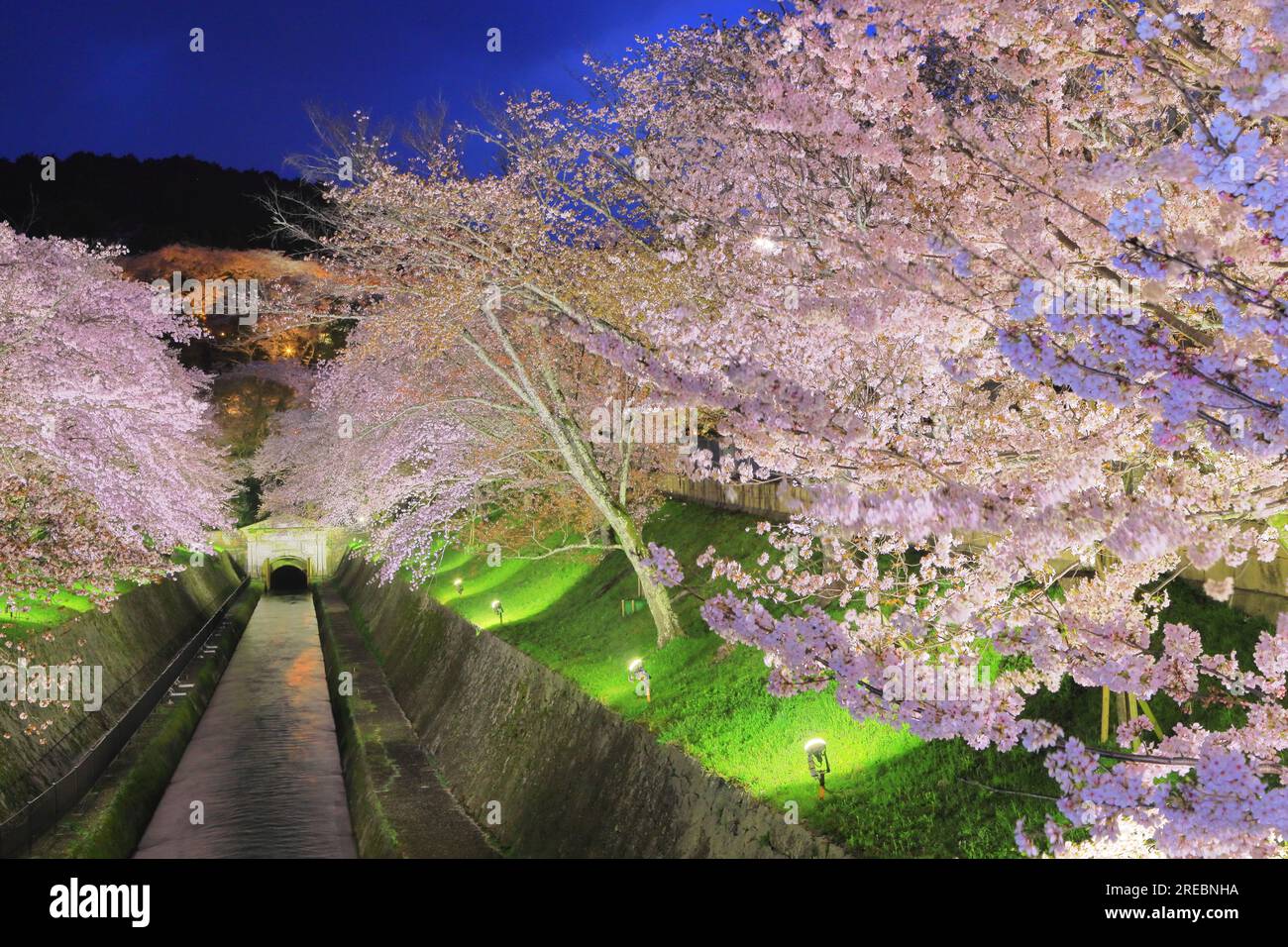 Luci in fiore di ciliegio sul canale Biwako Sosui Foto Stock