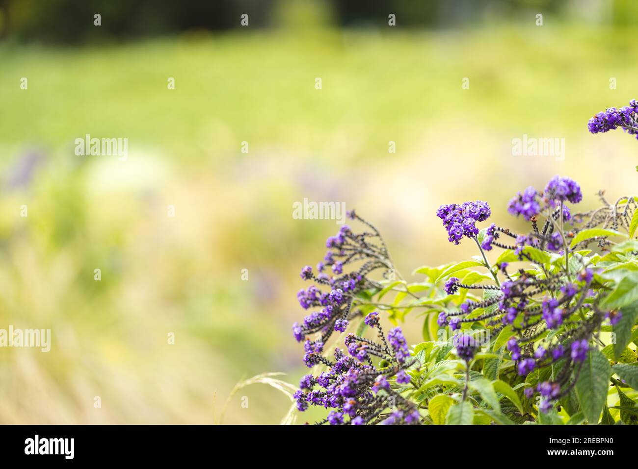 Primo piano di fiori viola nel giardino di casa con piante e sfondo verde bokeh, spazio copia Foto Stock