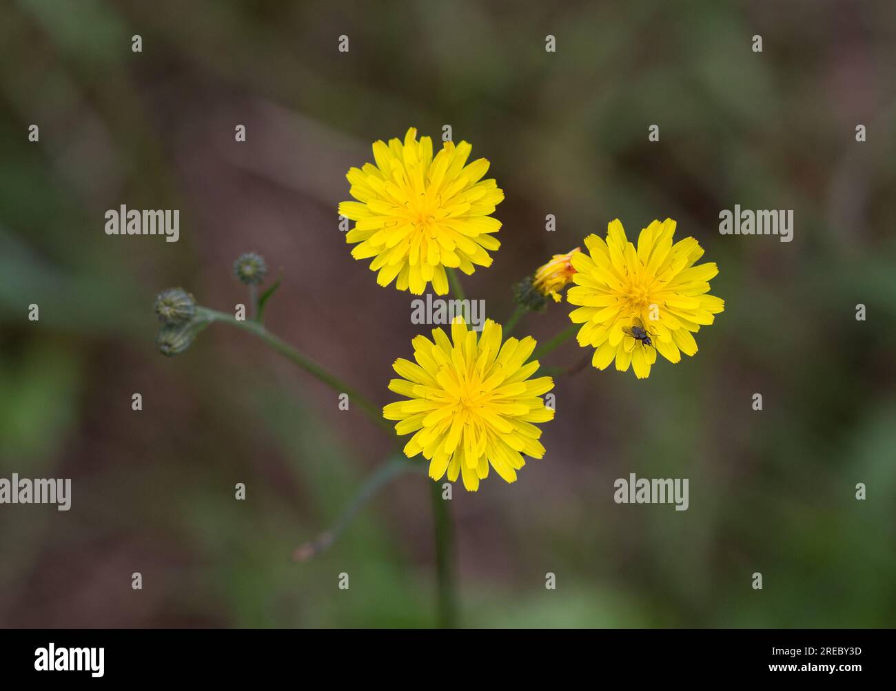 Tre teste di fiori gialle luminose e alcuni boccioli di barba di Falco liscia, vista dall'alto Foto Stock