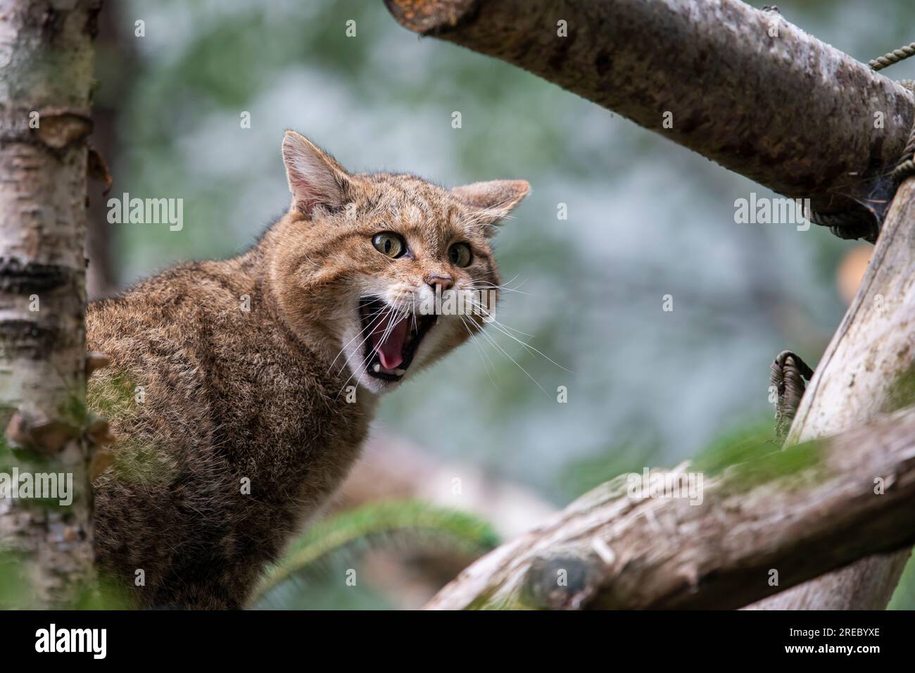 Scotland Wild Cat Calling Foto Stock