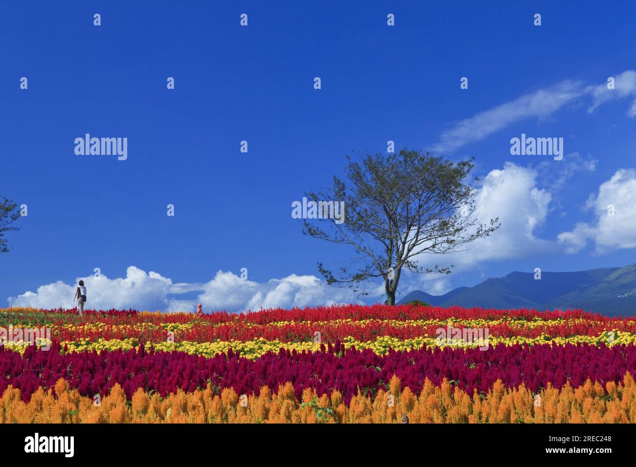 Nasu Flower World Foto Stock