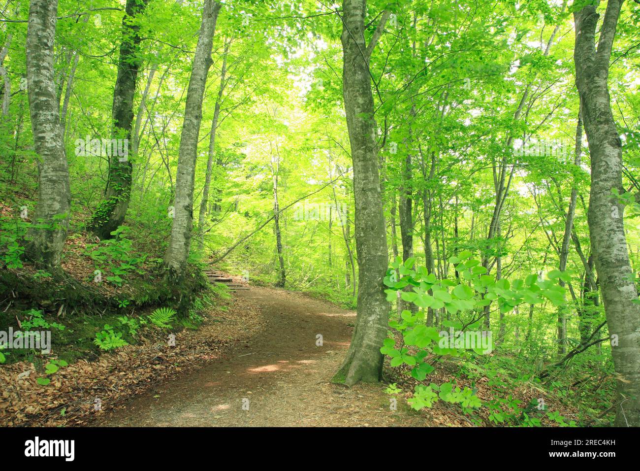 Sentiero dei boschi di faggio catena montuosa di Shirakami Foto Stock