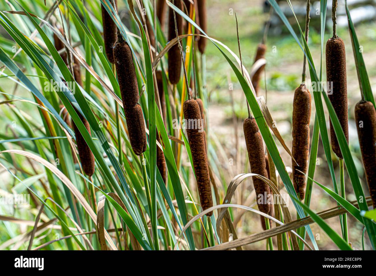 Fiori dalla forma unica di Typha latifolia Foto Stock
