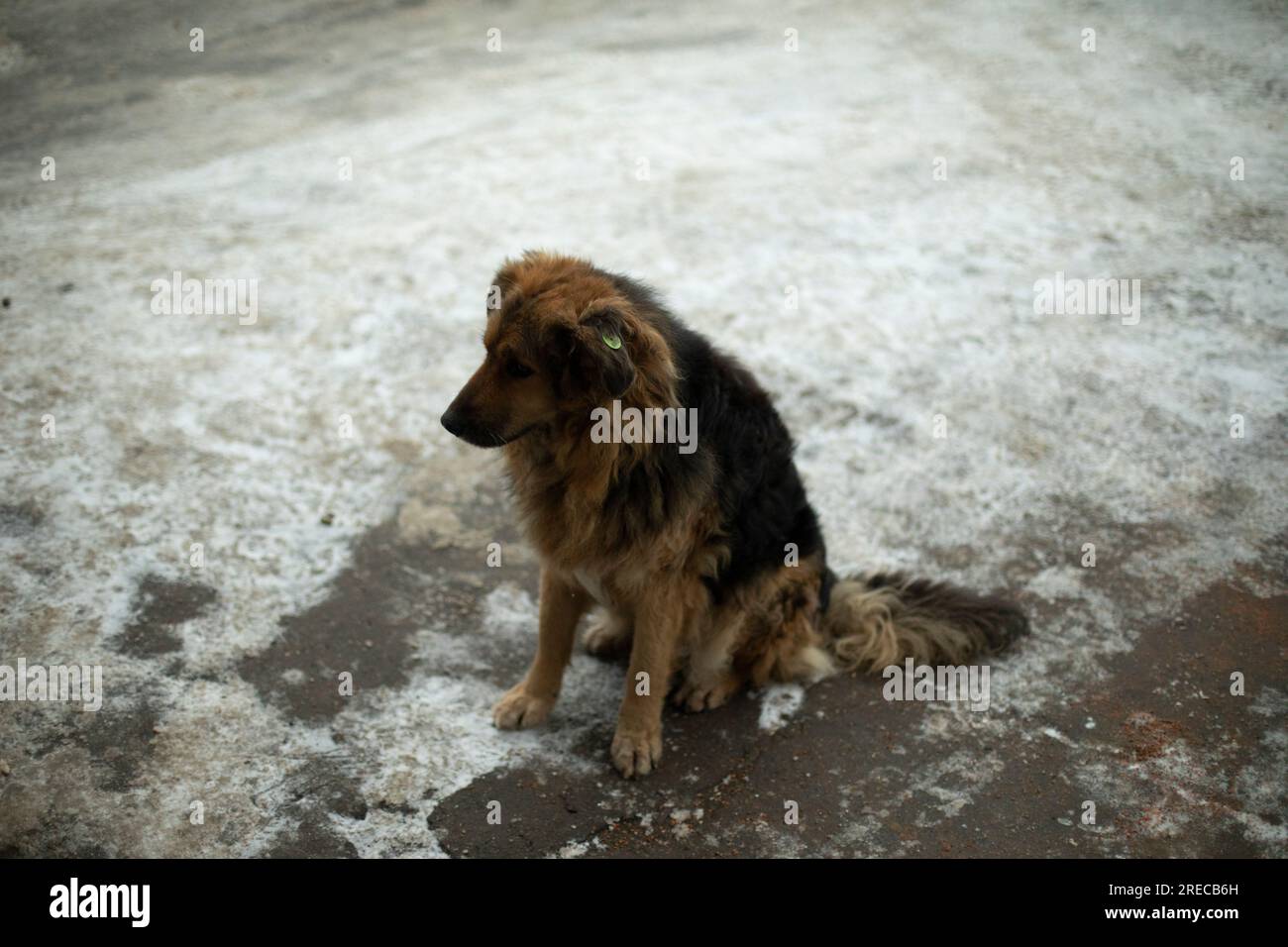 Cane senza proprietario. L'animale domestico sta aspettando il cibo. Animale senzatetto. Dettagli della vita del cane. Foto Stock