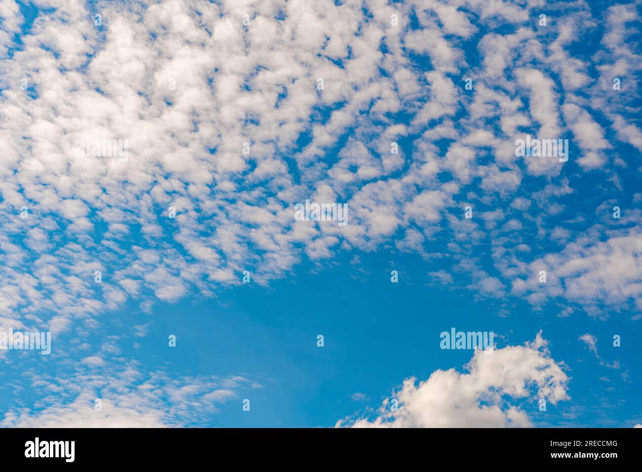 Cielo blu con nuvole altocumulus. Bellissime nuvole sullo sfondo blu del cielo. Foto Stock
