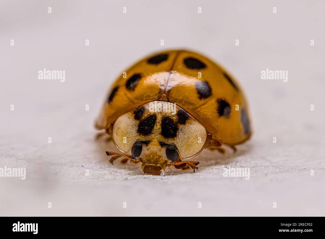 Coccinellidae o scarabeo (coccinellidae) su un tovagliolo di carta bianca Foto Stock