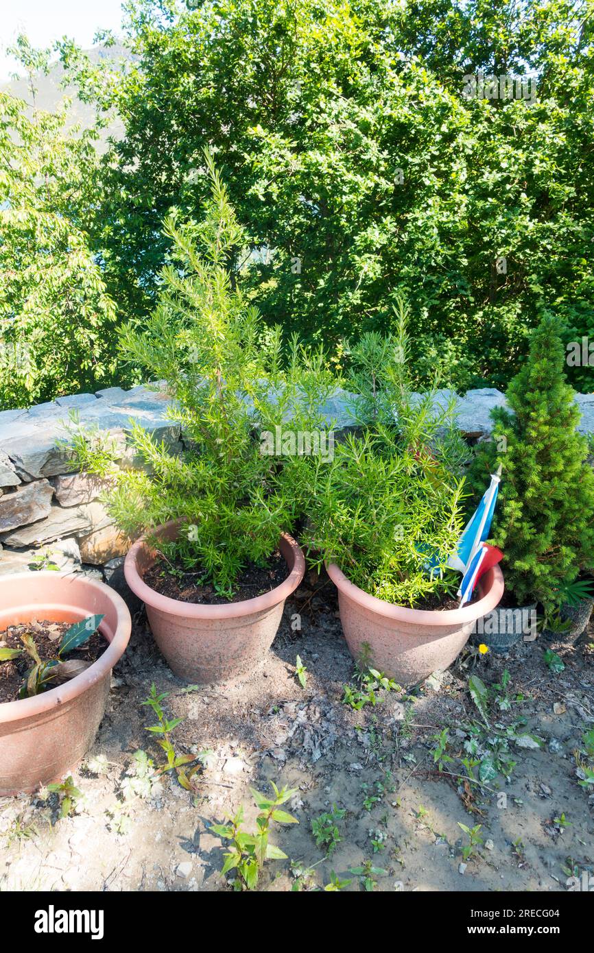 Erbe coltivate in vasi fuori, Scozia, Regno Unito. Foto Stock