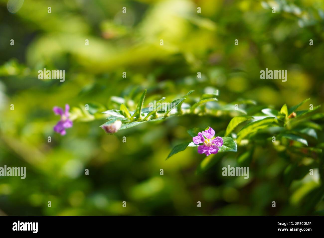 Una foto ravvicinata di una bella falsa heather. Foto Stock