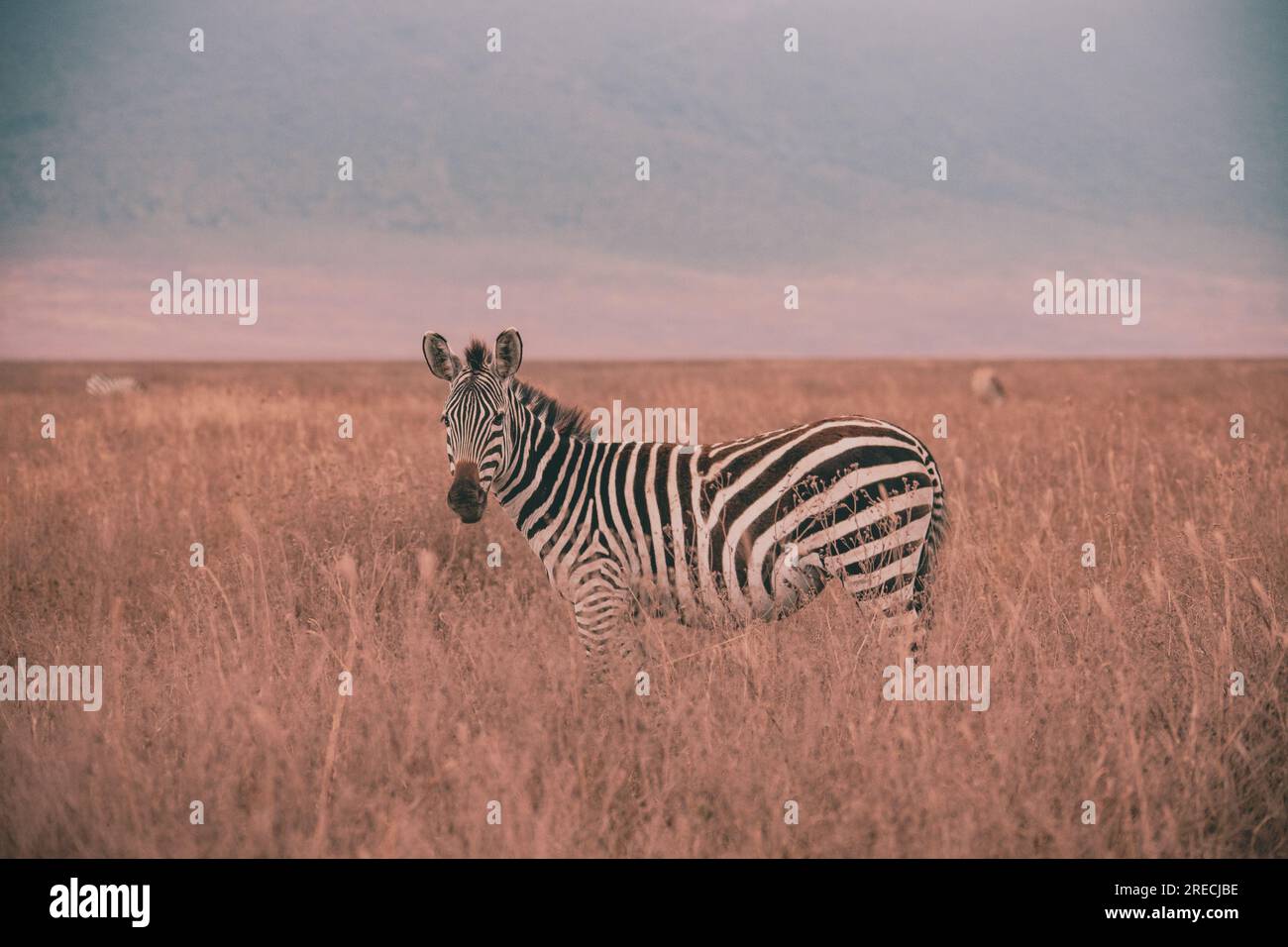 Zebra nel cratere di Ngorongoro Foto Stock