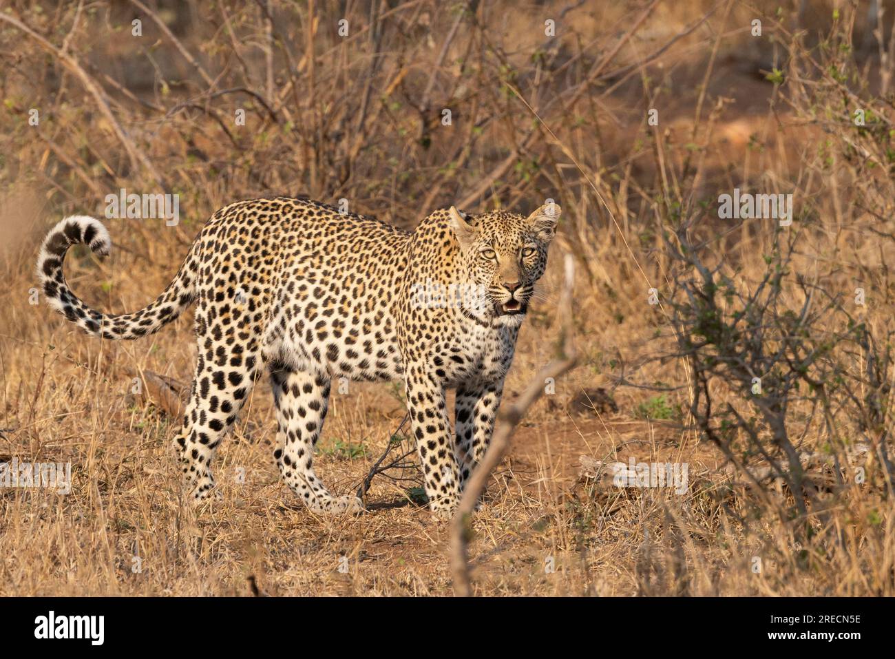 Un leopardo adulto che cammina al sole nel Kruger National Park, in Sud Africa Foto Stock