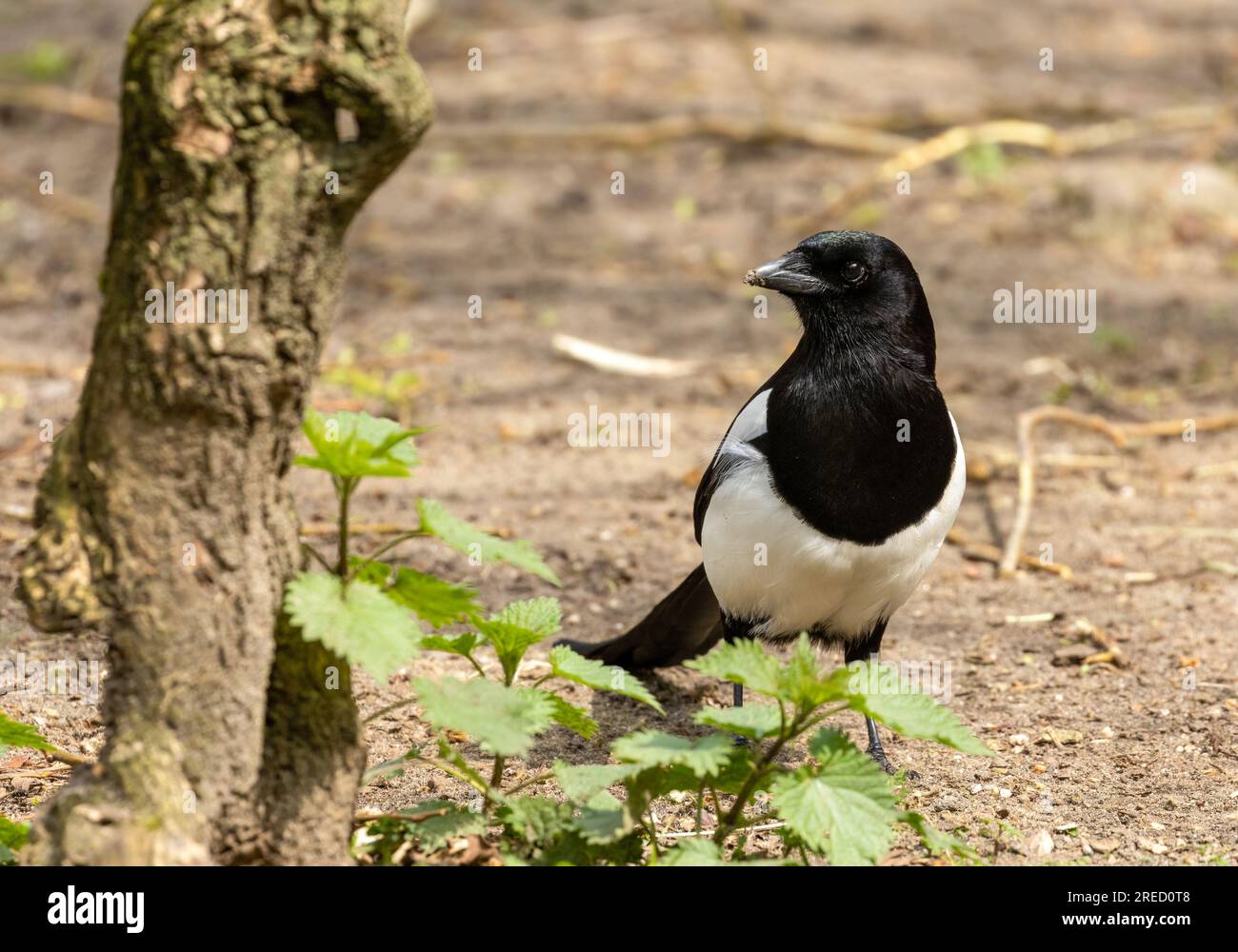 Uccelli corvidi balck e magpie bianche che si nutrono per il cibo nel sottobosco Foto Stock