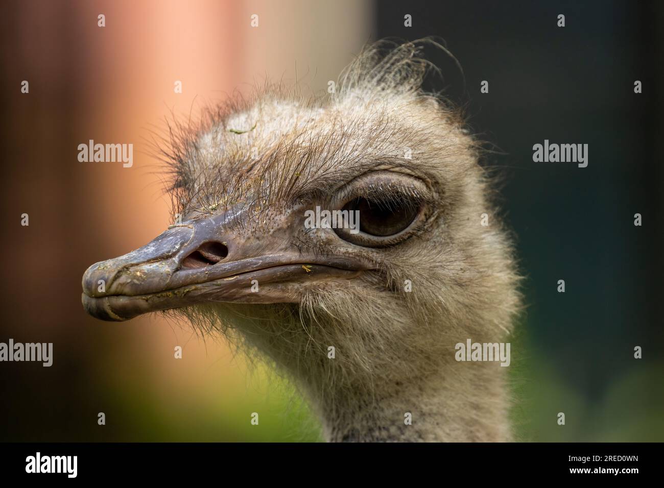 Primo piano di uno struzzo dalla faccia divertente Foto Stock