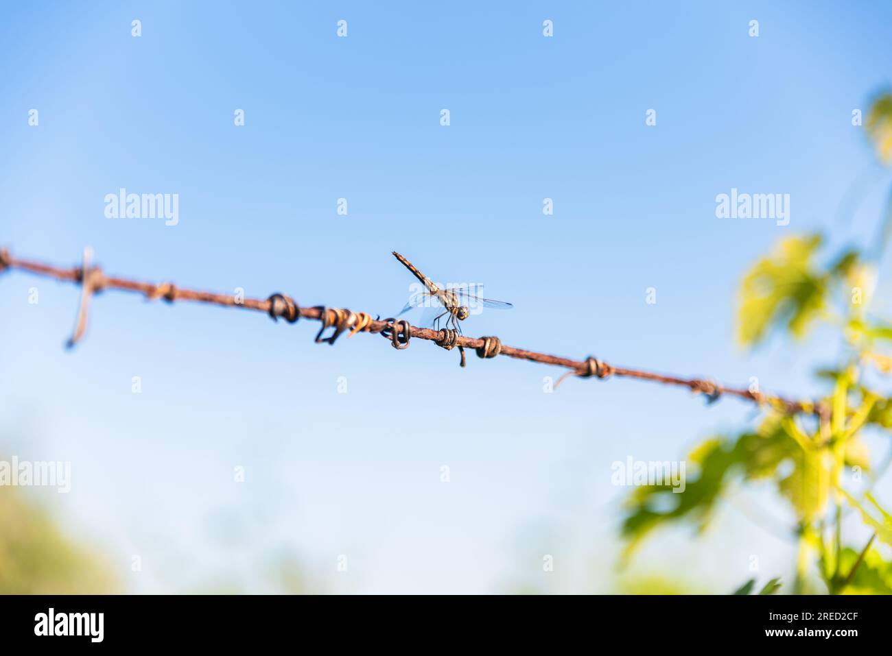 Dragonfly arroccato su un filo sotto un cielo blu Foto Stock