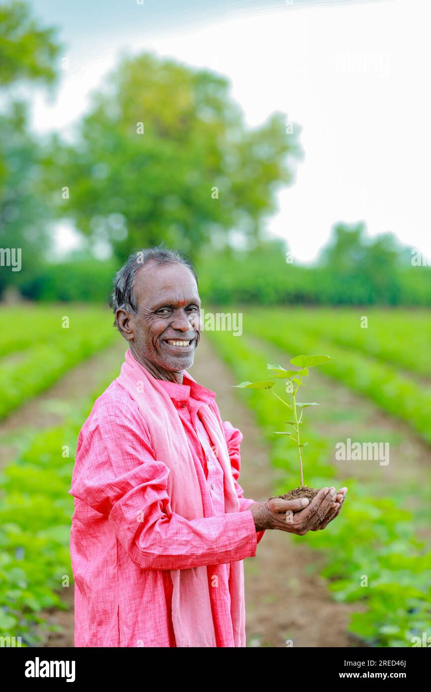 Contadino indiano felice che tiene in mano l'albero di cotone, contadino felice Foto Stock