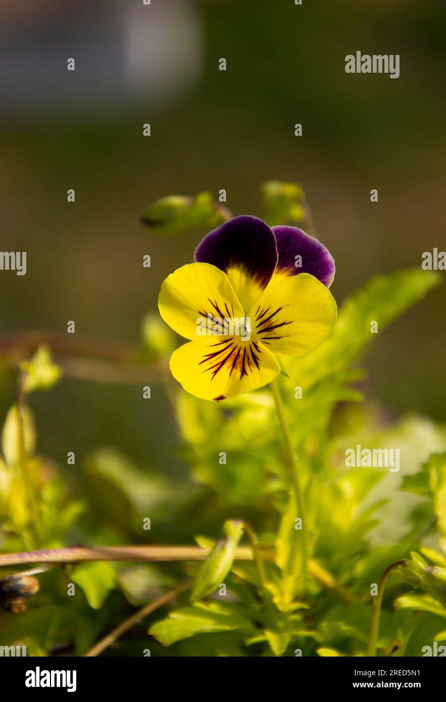 Primo piano del fiore viola Pansy giallo. L'amore nell'ozio fiorisce. Foto Stock