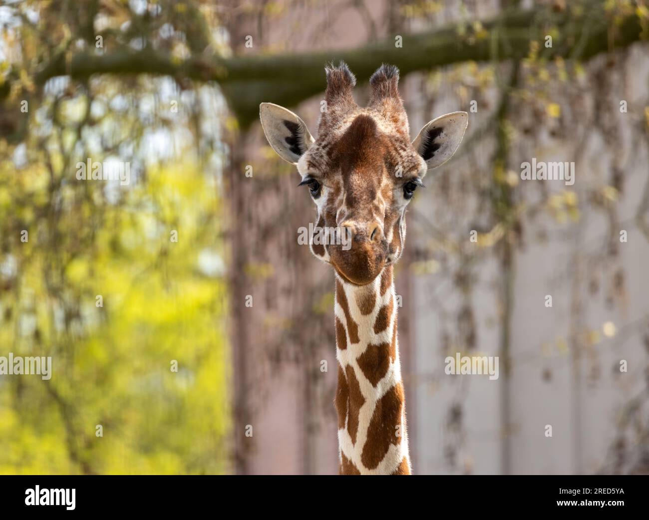 Giraffa che tira visi divertenti e si sporca la lingua lunga Foto Stock