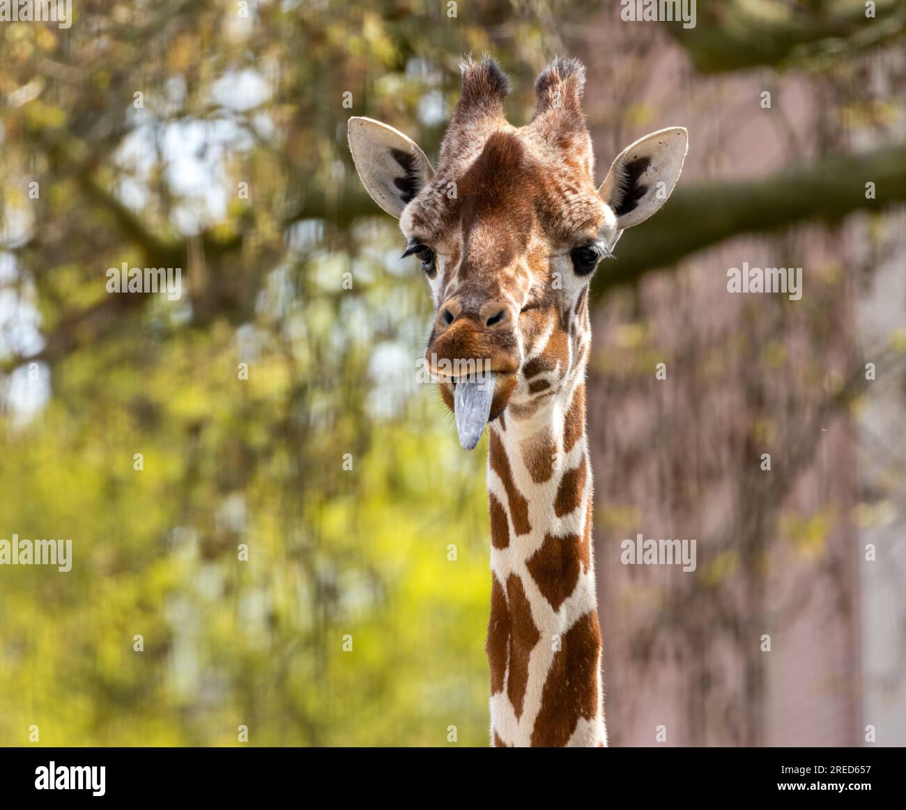 Giraffa che tira visi divertenti e si sporca la lingua lunga Foto Stock