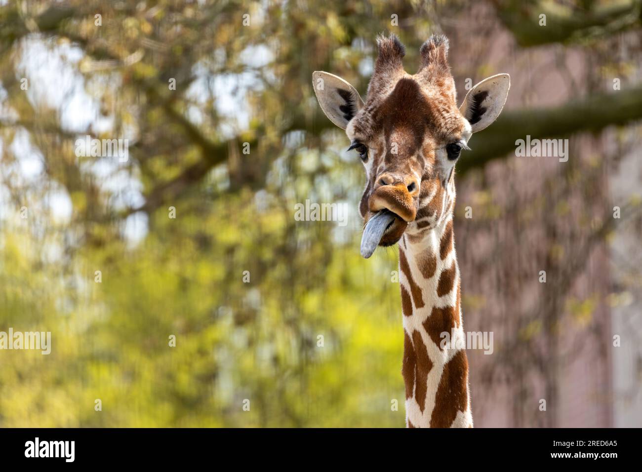 Giraffa che tira visi divertenti e si sporca la lingua lunga Foto Stock