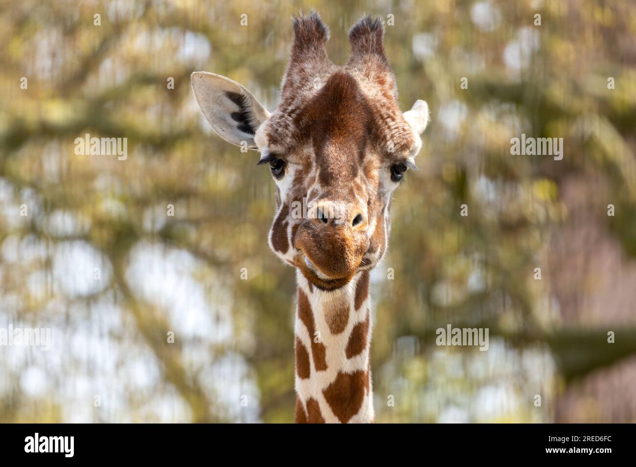 Giraffa che tira visi divertenti e si sporca la lingua lunga Foto Stock