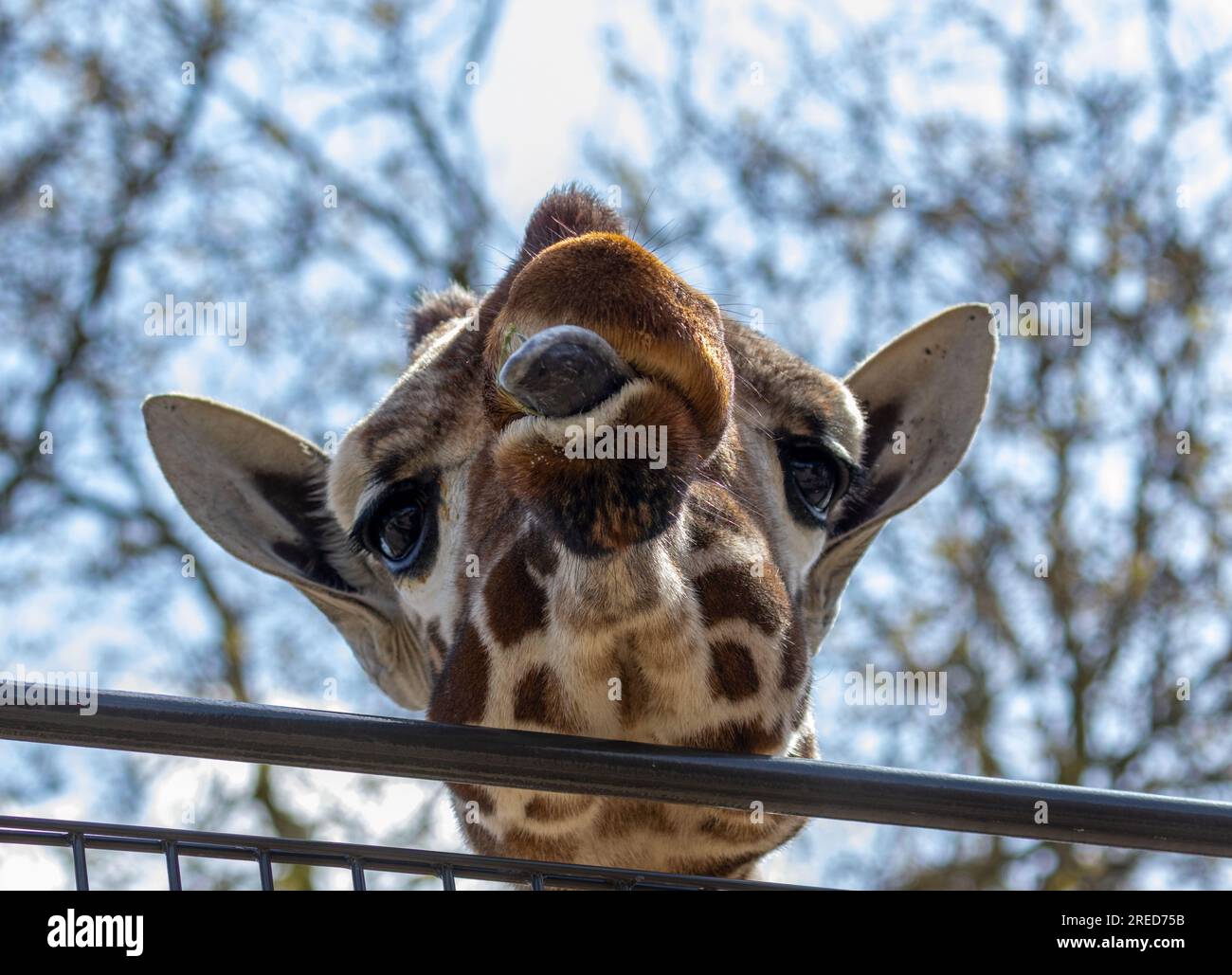 Giraffa che tira visi divertenti e si sporca la lingua lunga Foto Stock