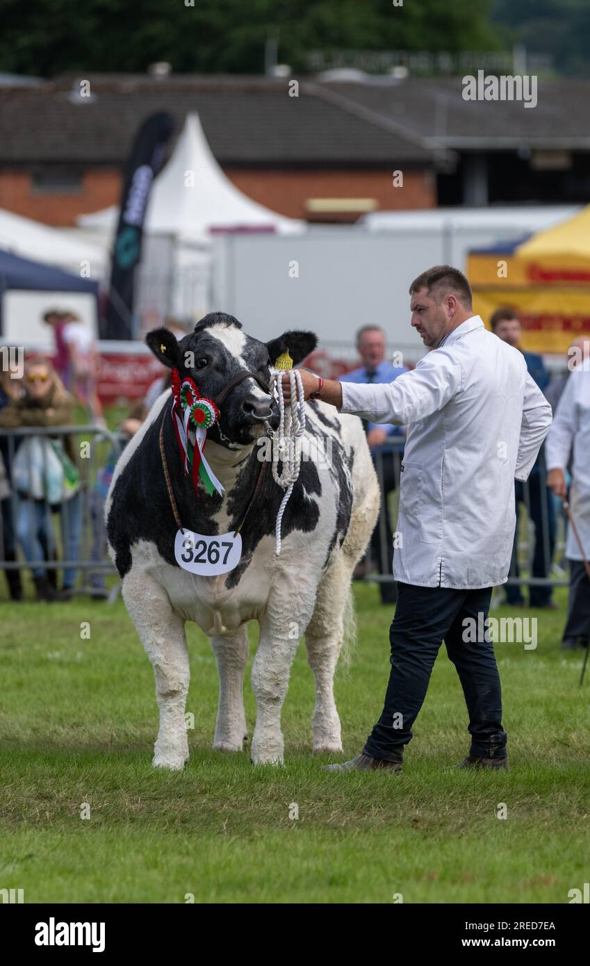 Mostra bestiame alla Royal Welsh Show che si tiene annualmente a Builth Wells, Galles, Regno Unito. Foto Stock