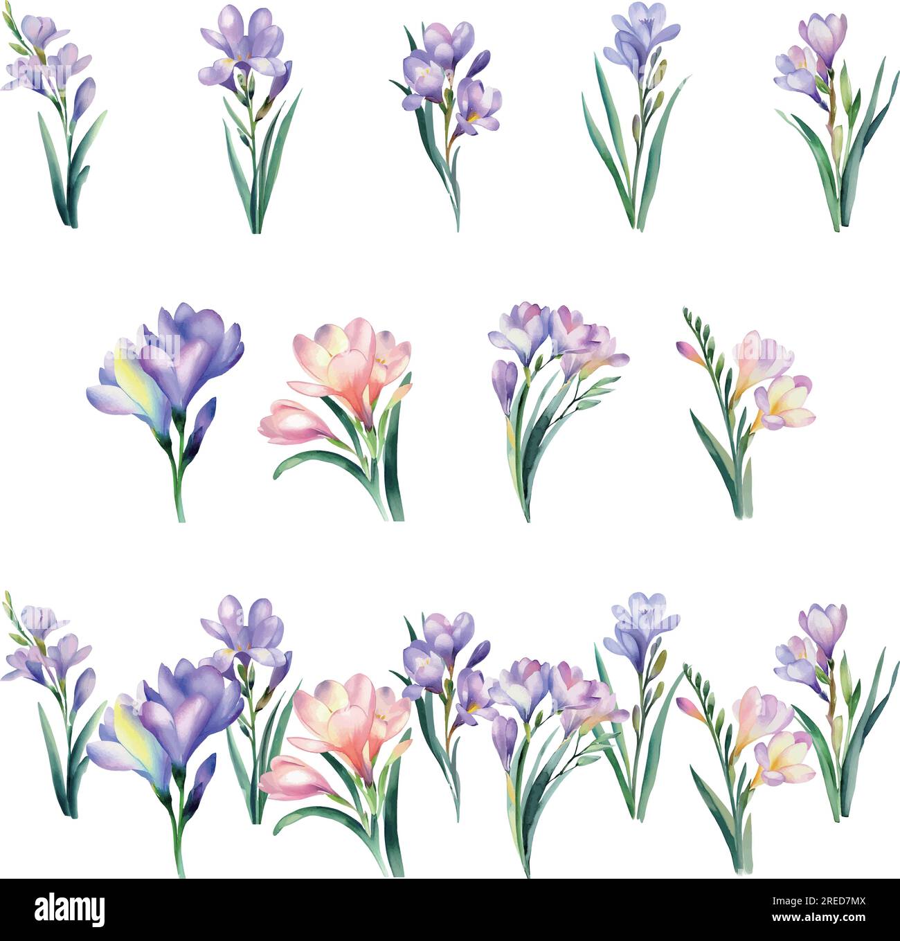 freesia. Set di acquerelli di fiori di croco viola e rosa. Illustrazione vettoriale. Illustrazione Vettoriale