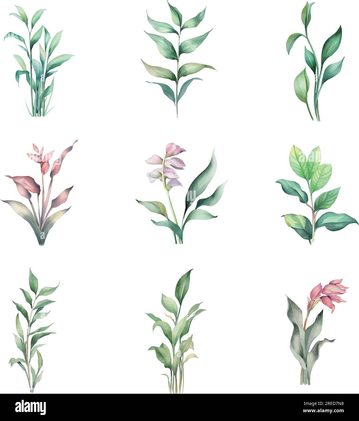 Arundinella nepalensis.Set di acquerelli di fiori, foglie e ramoscelli. Illustrazione disegnata a mano Illustrazione Vettoriale