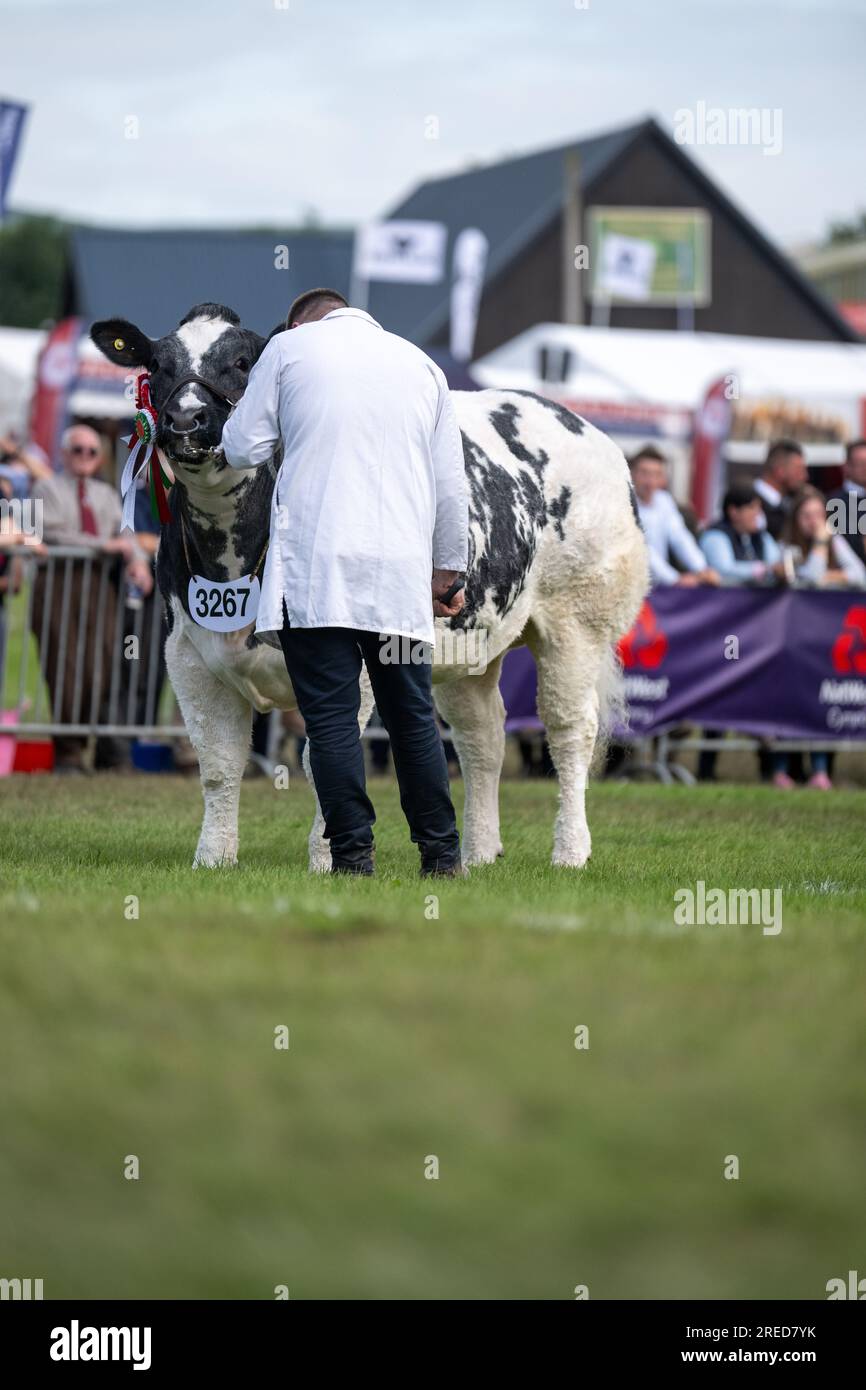 Mostra bestiame alla Royal Welsh Show che si tiene annualmente a Builth Wells, Galles, Regno Unito. Foto Stock