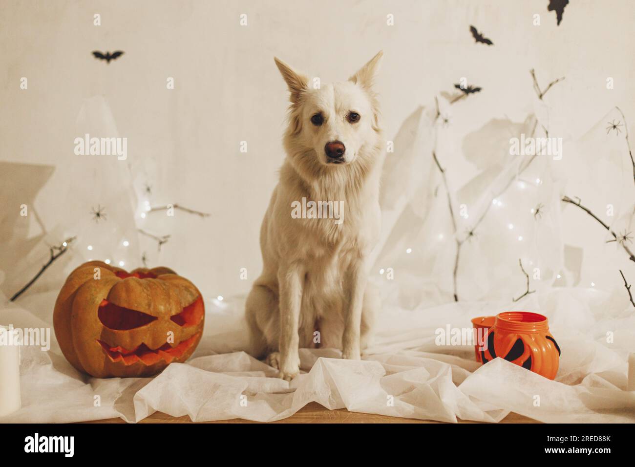 Fai un trucco o un regalo a un simpatico cane bianco seduto con la zucca e il secchiello delle caramelle Jack o sullo sfondo di ragnatele, fantasmi, pipipistrelli e candele accese Foto Stock