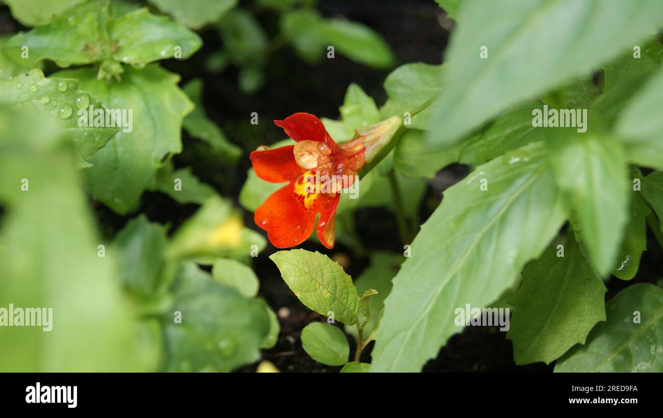DSLR A330 SONY "Garden Variety" Foto Stock