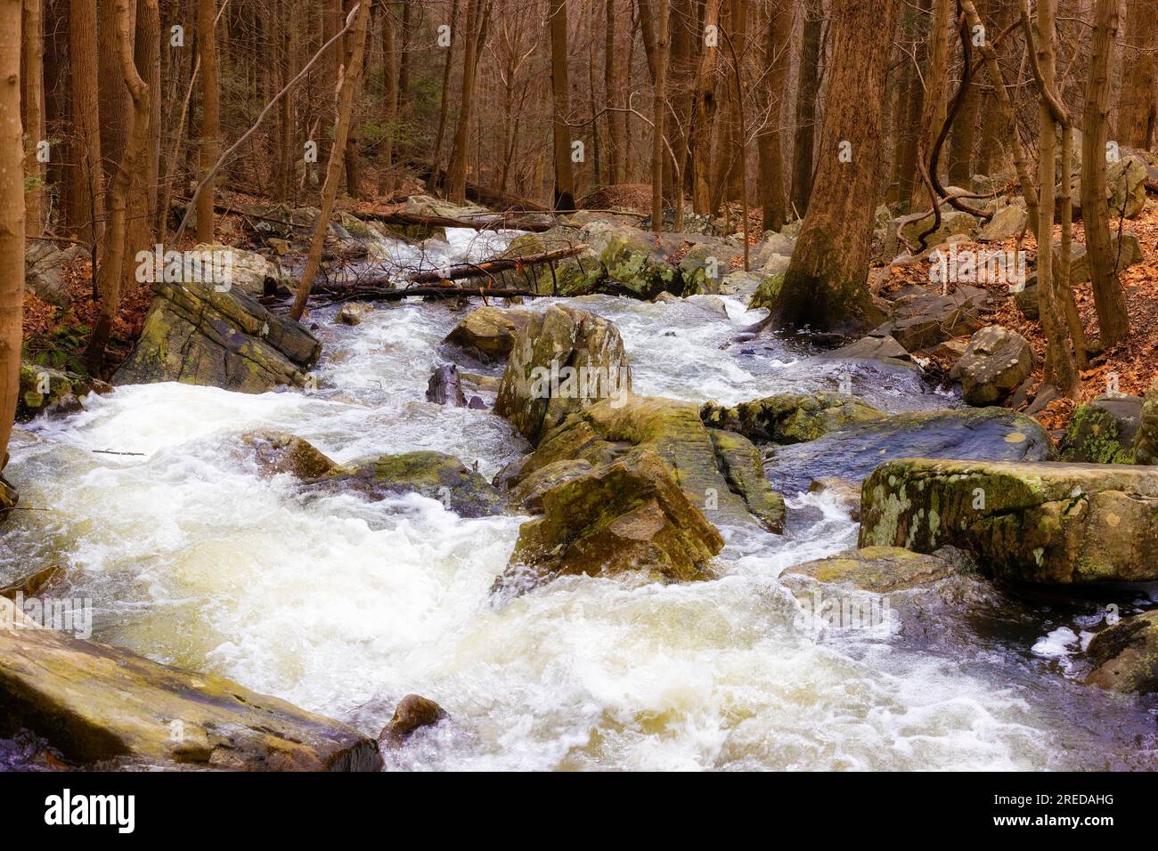 Le rapide sotto la diga del Bays Mountain Park scorrono attraverso una foresta decidiosa nei mesi invernali. Foto Stock