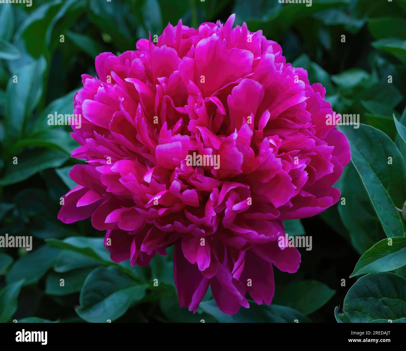 Bella e vivace peonia rosa, Paeonia lactiflora Pall, peonia comune in un giardino primaverile mattutino a St Paul, Minnesota USA. Foto Stock