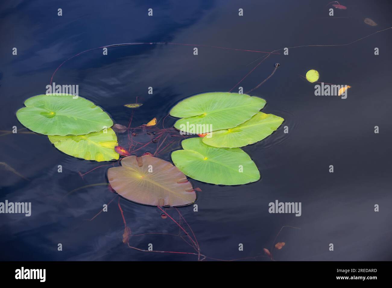 Primo piano di un piccolo gruppo di lilypad nel lago Bays Mountain a Kingsport, Tennessee Foto Stock