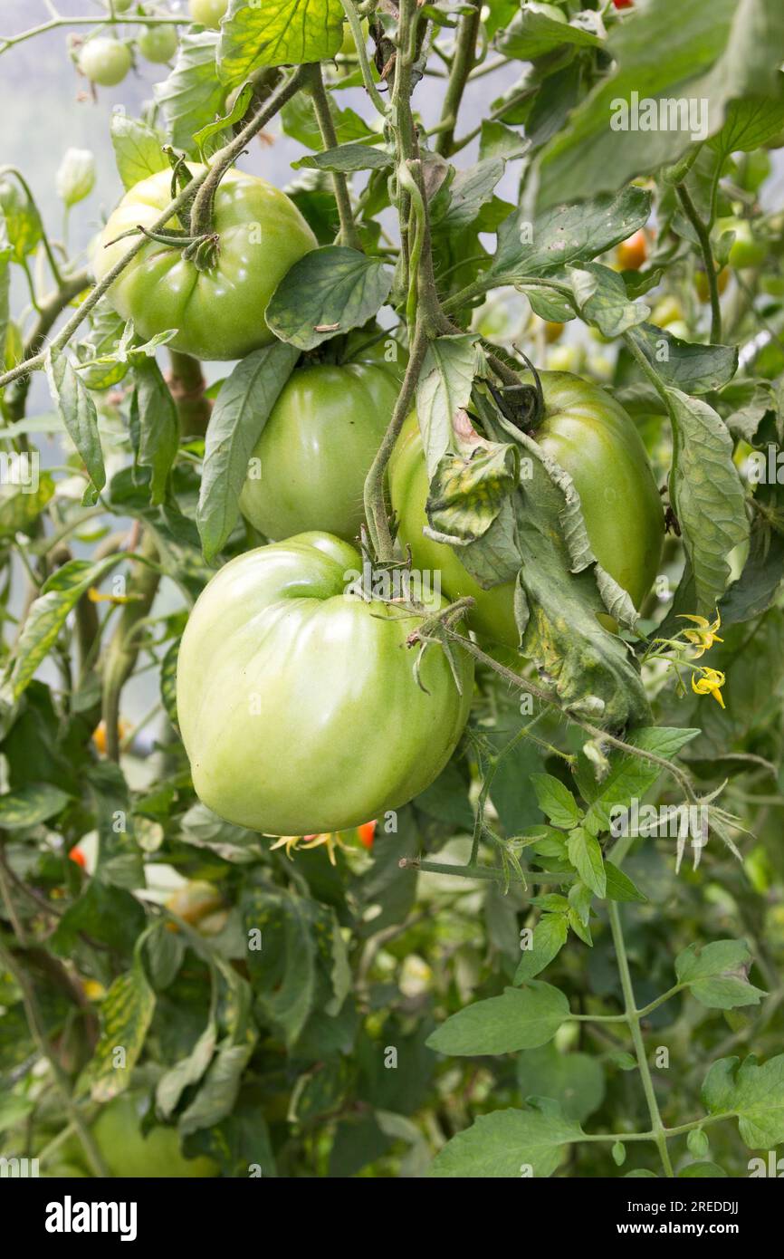 Grandi pomodori che crescono in un polisomodo. Foto Stock