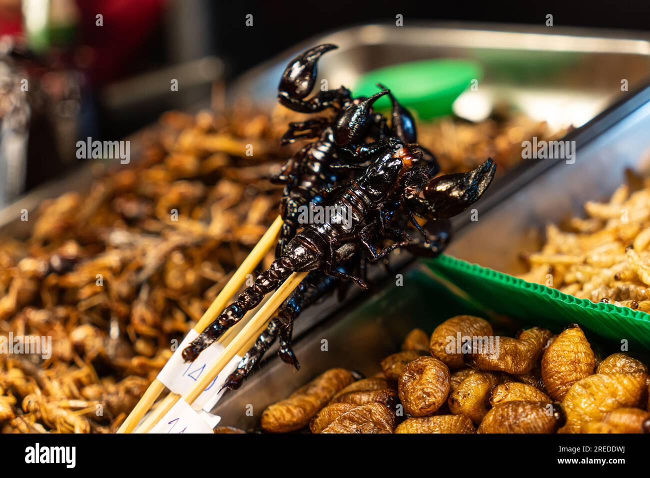 Scorpione essiccato su bastone di legno. Esotico spuntino tailandese Street food Foto Stock