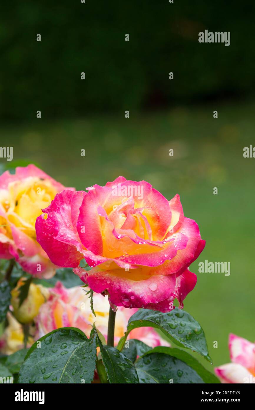 Fiore di rosa maturo Foto Stock