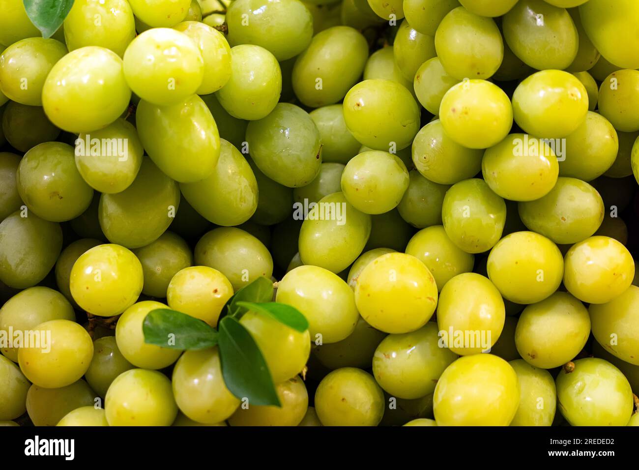 Brunch alla frutta fresca uva verde su scaffale nel mercato della frutta fresca. Mazzo di uva fresca e succosa come sfondo, primo piano. Foto Stock