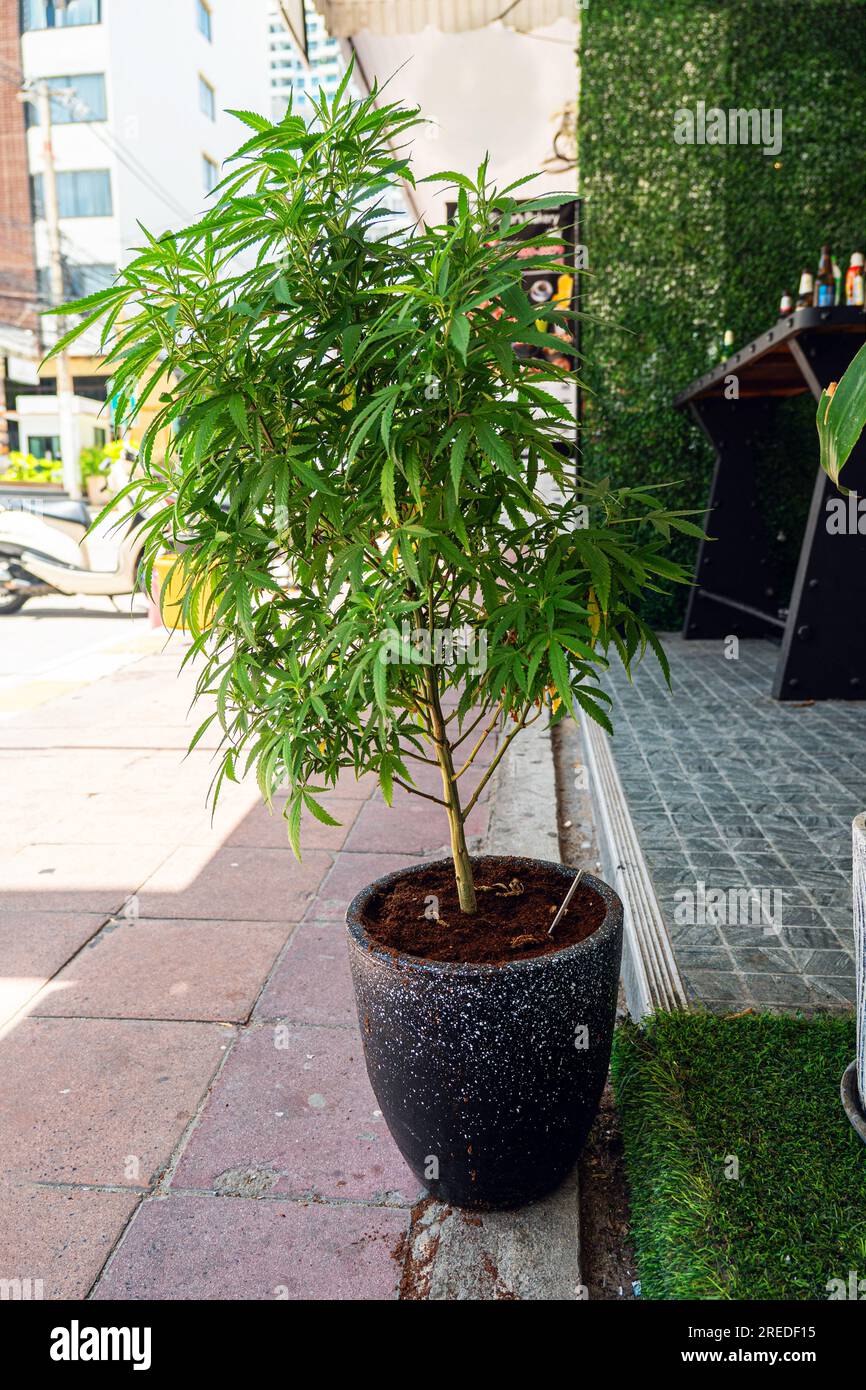 Cespuglio di cannabis in vaso di fiori per strada. Il commercio di marijuana in città. Il concetto di legalizzazione delle droghe leggere in Thailandia e negli Stati Uniti. un negozio sellin Foto Stock