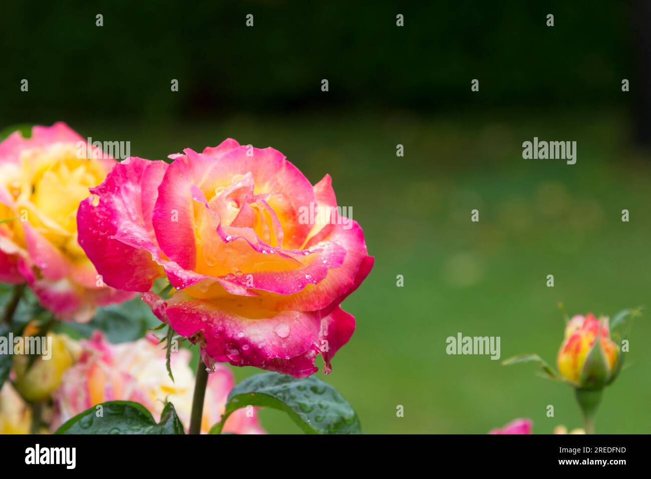 Boccioli di rosa e fiori Foto Stock