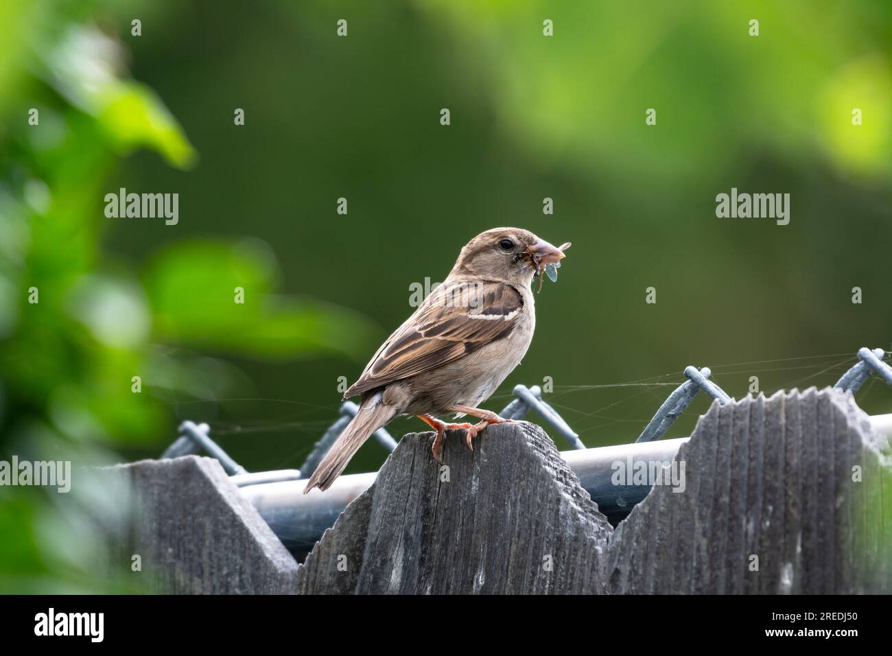 House Sparrow seduto su una recinzione di legno a mangiare un insetto Foto Stock