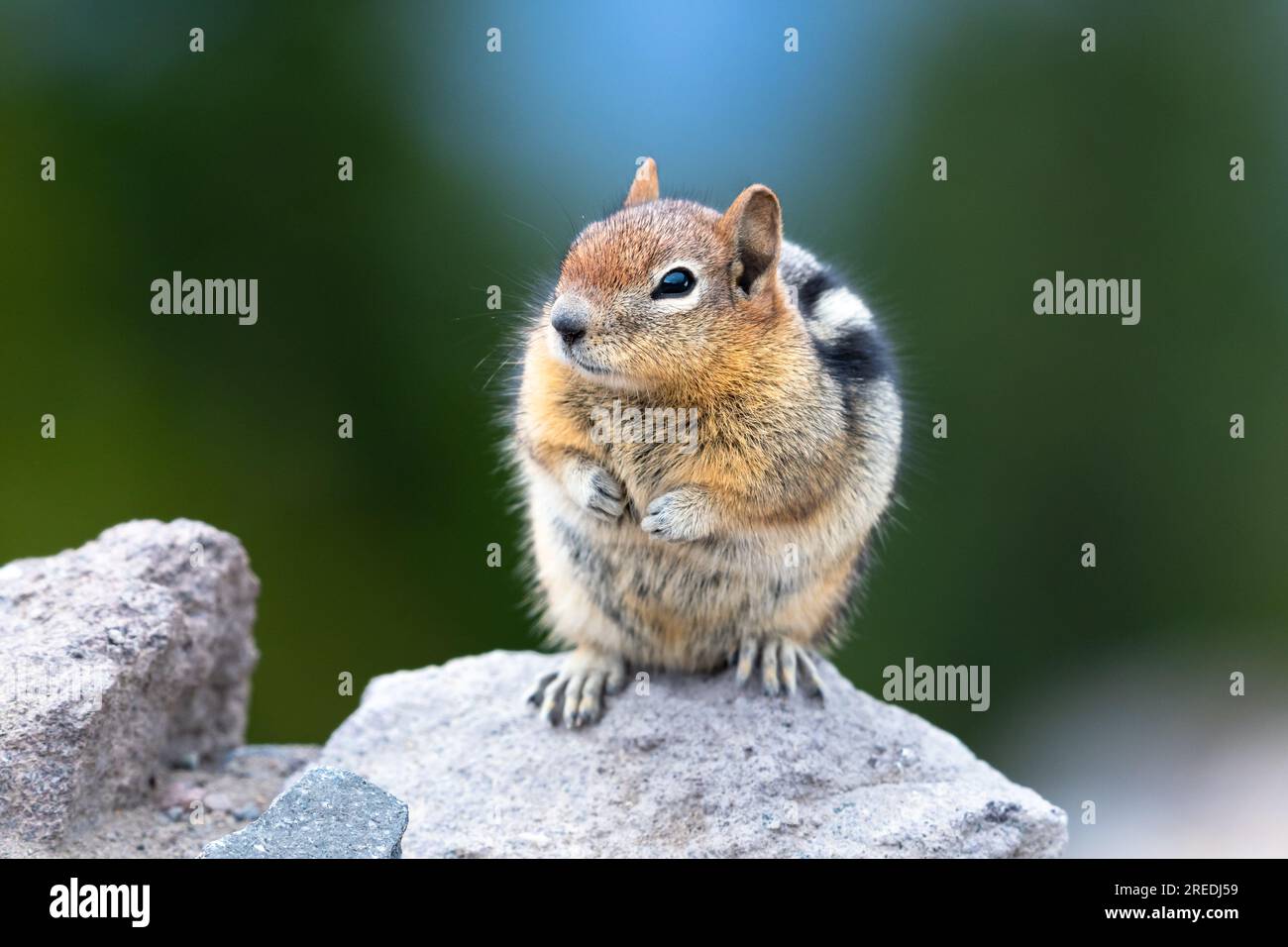 Piccolo scoiattolo nel Crater Lake National Park, seduto su una roccia in attesa di cibo. Foto Stock