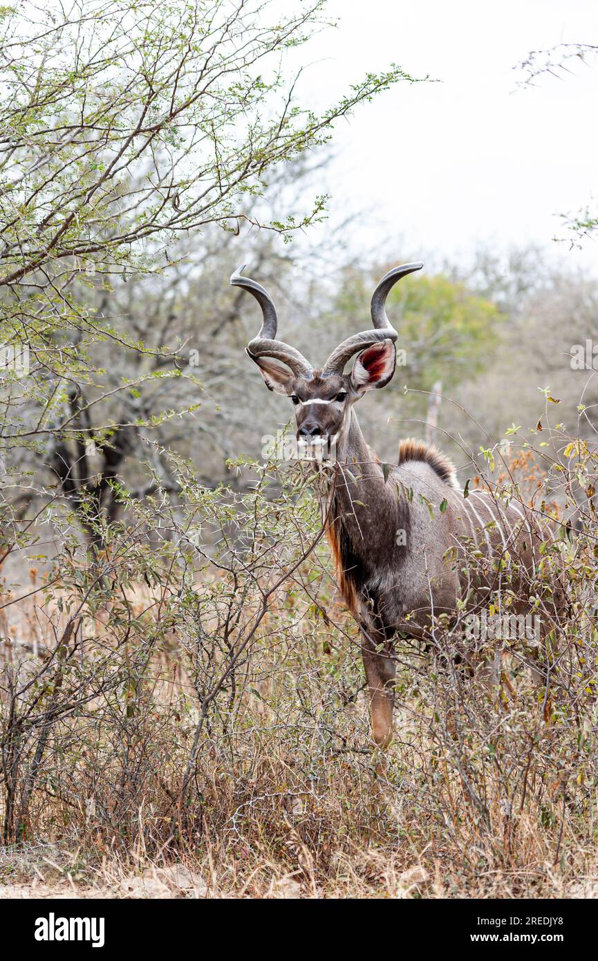 Osservazione della fauna selvatica in Sud Africa, Uno scorcio di un singolo Kudu nel suo habitat naturale Foto Stock
