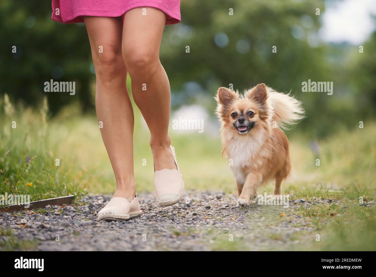 Donna con cane nel parco pubblico. Attenzione selettiva al chihuahua felice mentre cammina con il suo proprietario di animali domestici. Foto Stock