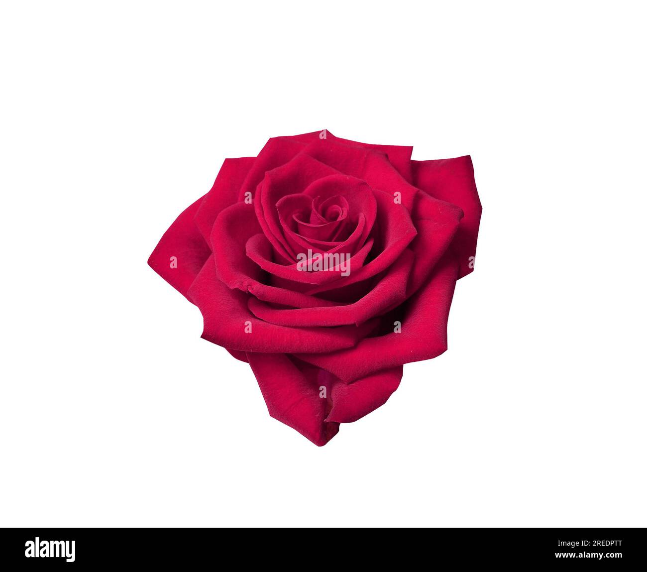 Fiore di rosa rosso con percorso di ritaglio isolato su sfondo bianco. Oggetto natura per il design fino a San Valentino, festa della mamma, matrimonio di anniversario Foto Stock