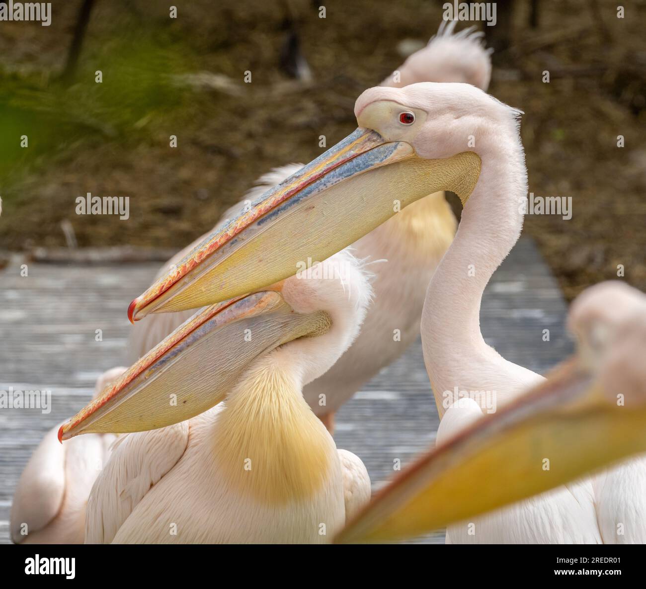 Gruppo di pellicani rosa con grandi becchi nello zoo di Amsterdam Foto Stock