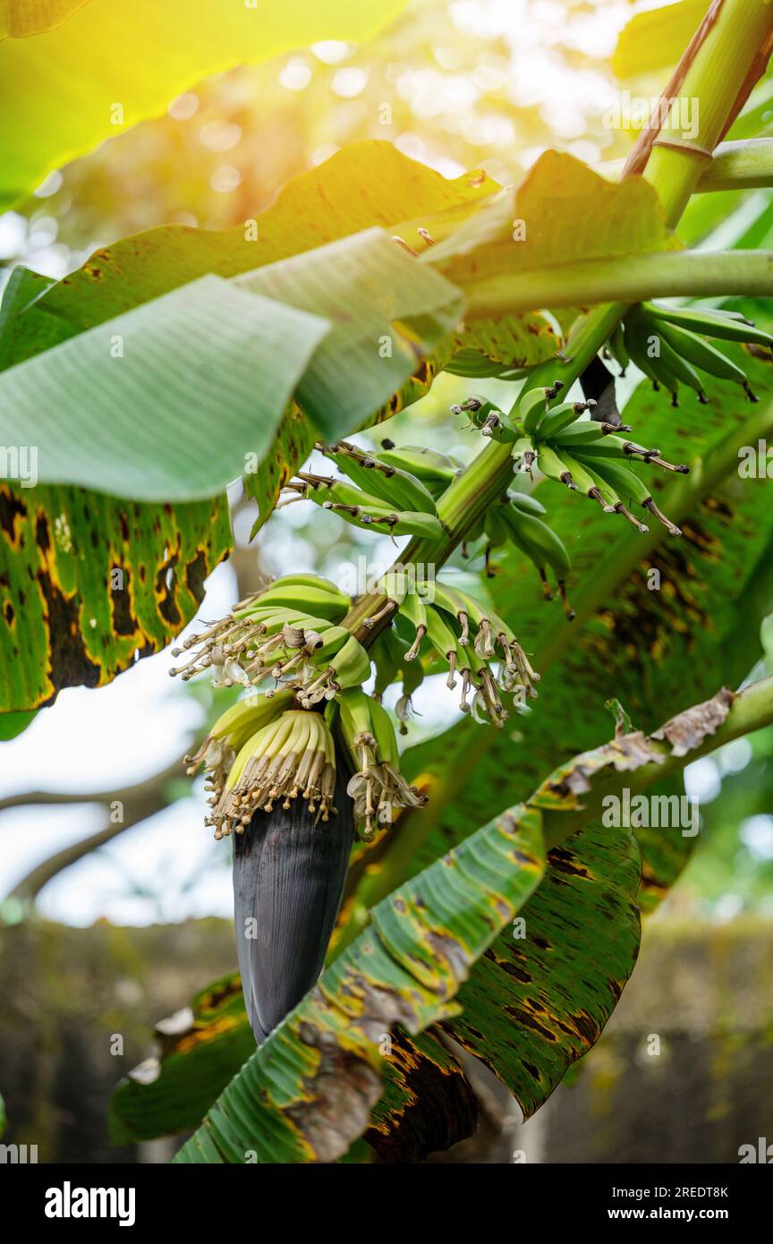 Vista ravvicinata del fiore di banana sull'albero Foto Stock