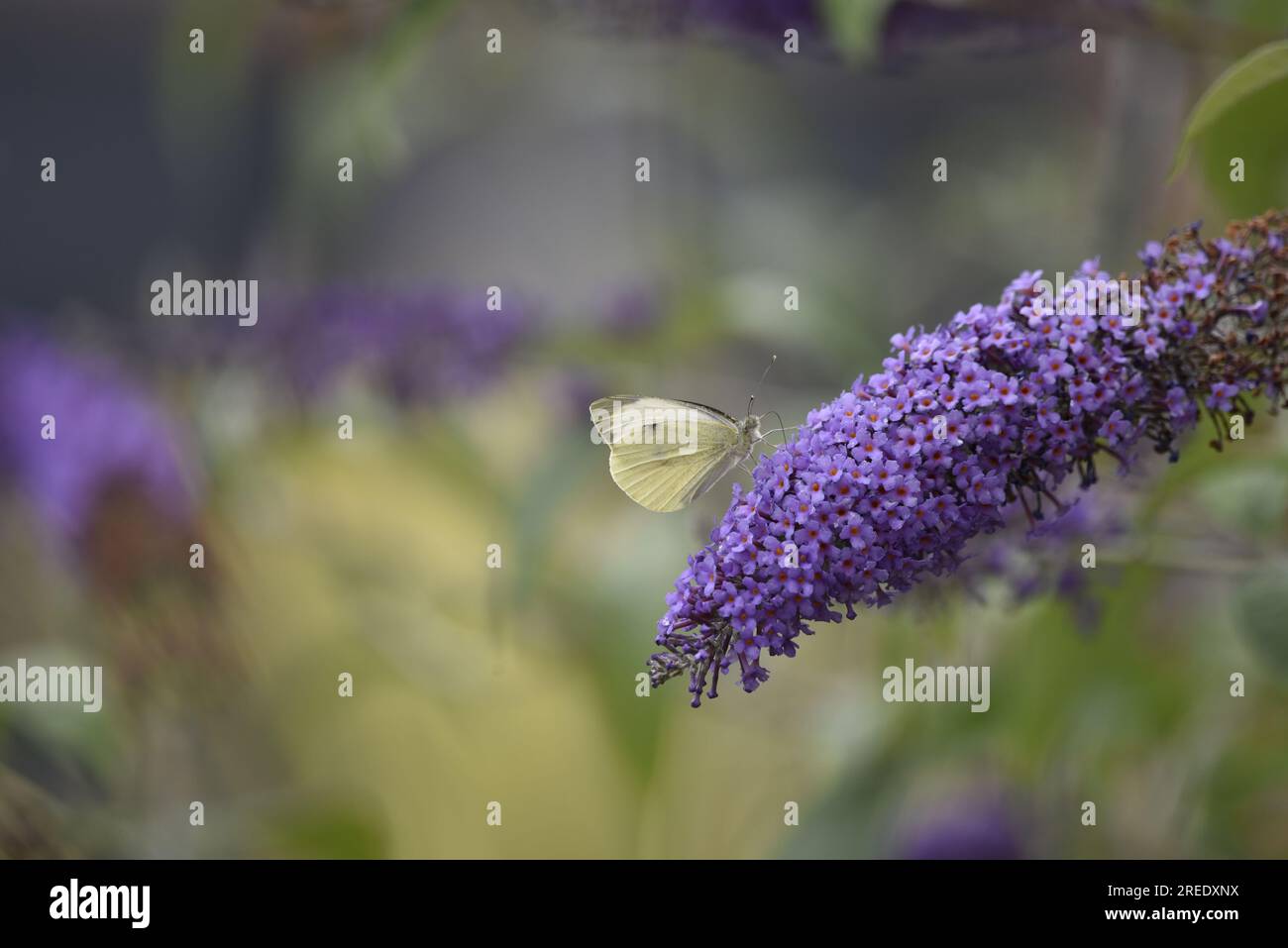 Right-Profile, Middle Foreground Image of a Large White Butterfly (Pieris brassicae) with Proboscis in Purple Buddleia Flower, scattata nel Regno Unito a luglio Foto Stock