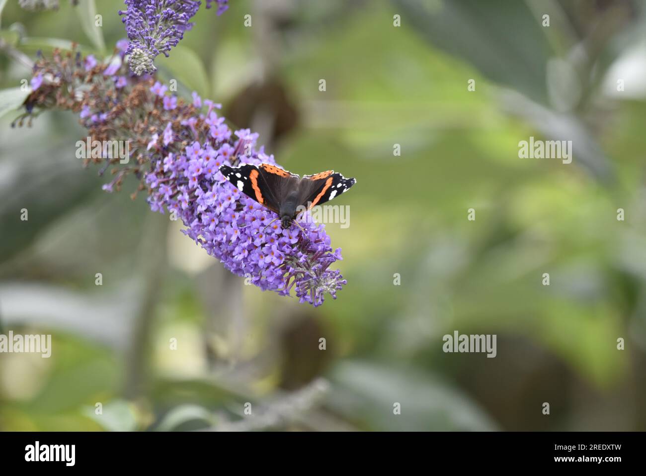 Red Admiral Butterfly (Vanessa atalanta) con testa rivolta verso il Fiore di Buddha viola, Wings Open, su uno sfondo di siepe sfocato, preso nel Regno Unito Foto Stock